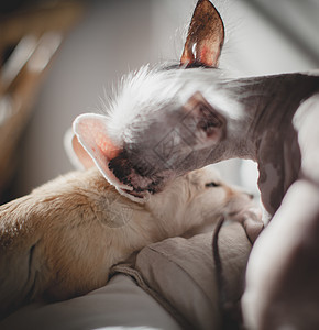 秘鲁的无毛和吉华花混合狗 舔了一只仙狐野生动物生物尾巴晶须玩具动物荒野怪物投标毛皮图片