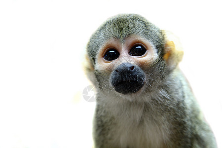 白色的普通松鼠猴子哺乳动物热带脊椎动物荒野婴儿照片野生动物工作室拉丁灵长类图片