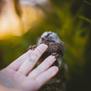 夏天花园的树枝上那个常见的玛默塞婴儿 手拉着土豆脊椎动物动物生物刺客哺乳动物毛皮异国情调动物园荒野图片