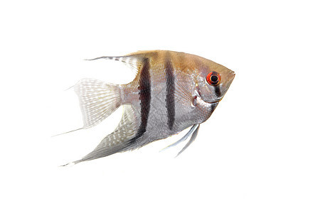 白色上的天使鱼简介扇尾宠物黑与白游泳尾巴脚蹼动物宏观标量条纹图片