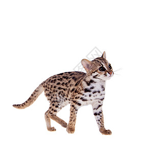 白色的亚洲豹猫猫科打猎动物荒野哺乳动物动物园胡须野猫小猫食肉图片