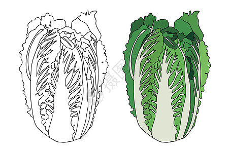 新鲜的大白菜图标 直线型 扁平型 农贸市场卷心菜 素食沙拉设计 有机食品 平面样式的分析图图片