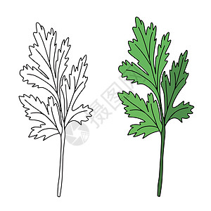 在白色背景上孤立的西兰特罗 鲜香绿色草药的矢量插图厨房蔬菜香料叶子芳香烹饪植物卡通片美食香气图片