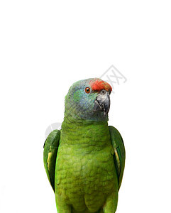 白色亚马逊鹦鹉动物群情调蓝色翅膀盆地雨林羽毛荒野森林异国图片
