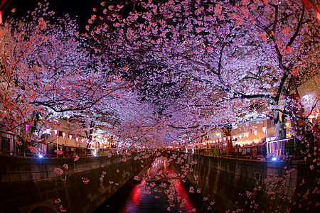 巨江夜樱花盛开满天花文化风格景点夜景建筑旅行旅游樱花植物财产图片