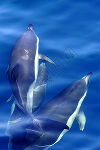 西班牙自然公园 短发通用海豚图片