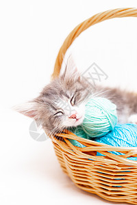 带蓝色球的条纹猫 白色床上的线团 一篇关于小猫的文章 一篇关于宠物的文章细绳乐趣动物玩具哺乳动物好奇心虎斑晶须羊毛猫咪图片
