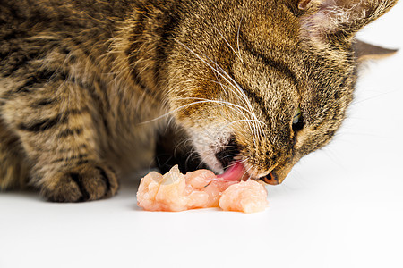 白底吃生鸡肉的可口小猫午餐哺乳动物饮食动物猫咪宠物女性毛皮食物早餐图片