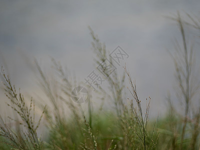 青草花在风中飘荡芦苇天空白色家庭场景植物墙纸草原季节绿色图片