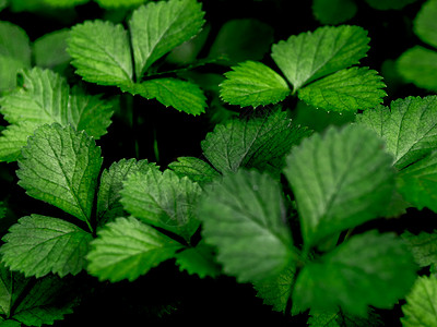 莫克草莓植物 作为花园的地面覆盖树叶野果季节植物群草莓后院植物学环境叶子生长图片