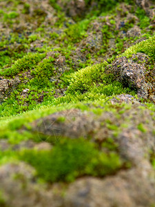 在潮湿的石块上种植覆盖面的新绿苔草季节公园花园环境热带森林晴天藻类宏观蕨类图片