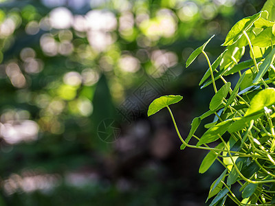 绿背景的Pennywort水叶画幅生长蔬菜绿色绿叶环境植物学植物伞形树叶图片