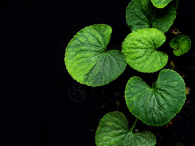黑色背景的维奥拉工厂绿叶树叶植物中提琴绿色园艺花园生长荒野植物群植物学图片