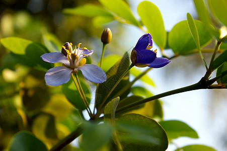 利格努姆历史木的瓜亚库姆树小紫花植物群叶子木材热带花朵履历花粉木脂植物绿色图片