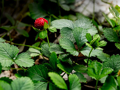 莫克草莓植物 作为花园的地面覆盖野生植物草莓绿色植物群环境水果野果生长植物学浆果图片