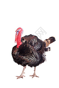 土耳其白色食物工作室农场脊椎动物哺乳动物主题鸟类感恩麻雀大道图片