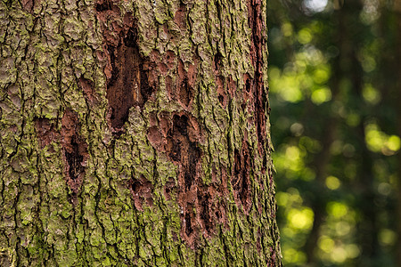 牛甲虫在德国森林中导致森林死灰复燃图片