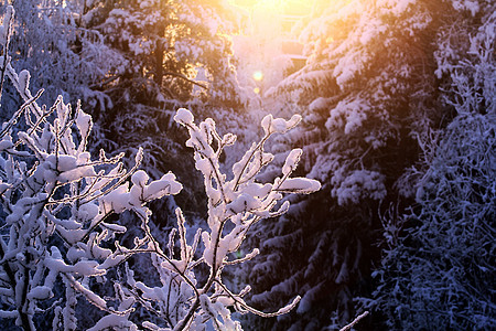 在寒冷的冬日 光秃秃的树枝上的白雪 特写 自然背景 选择性植物学背景 高质量照片花园天气植被阳光森林云杉蓝色场景冻结降雪图片