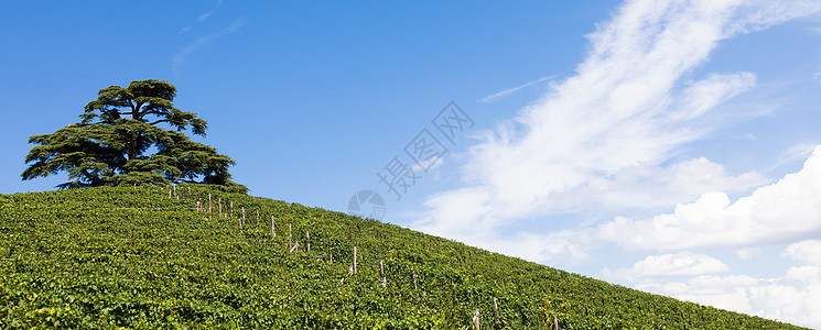 意大利皮埃蒙特地区全景乡村 巴拉洛市附近的风景葡萄园山叶子栽培农村旅游观光藤蔓旅行农业山坡葡萄园图片