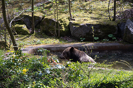 棕熊在绿动物园的阳光明媚的春天 游泳池游泳动物园景点乐趣力量动物国家游戏野生动物毛皮生物图片