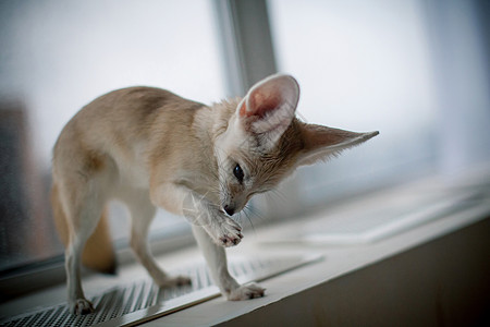 漂亮的芬内克狐狸幼崽 在窗前动物犬科沙漠耳廓狐哺乳动物小狗窗户毛皮奢华耳朵图片