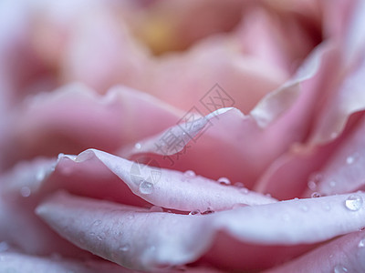 作为自然背景的近身微妙玫瑰花瓣图片