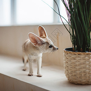 漂亮的芬内克狐狸幼崽 在窗前奢华窗户乐趣幼兽耳朵沙漠童年犬科耳廓狐动物图片