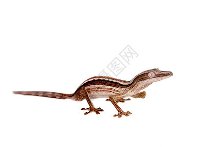 白色的乌罗波拉图斯直线情调蜥蜴动物生物学叶子动物学尾巴皮肤宠物动物群图片