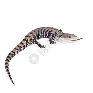 印度尼西亚蓝调的白色Skink宠物爬虫爬虫学恐龙侵略动物学蓝色舌头捕食者石龙子图片