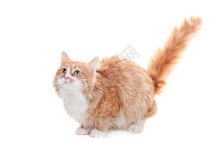 白上金姜混合种猫哺乳动物宠物胡须主题小猫毛皮友谊警报食肉生物图片