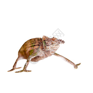 Boehme的变色龙 近因波梅 白色婴儿植物爬虫情调蜥蜴异国动物尾巴宠物野生动物图片