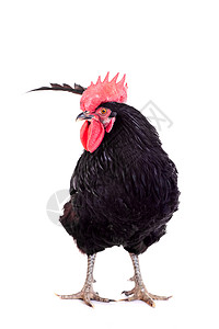 白色的黑公鸡动物经济农业男性畜牧业农场小鸡家禽眼睛耳朵图片