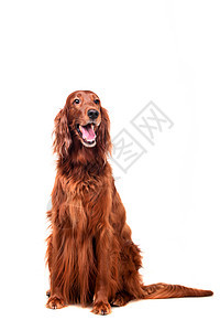 爱尔兰白背景的爱尔兰红过滤器注意力宠物猎犬头发犬类二传手金子姿势红色动物图片
