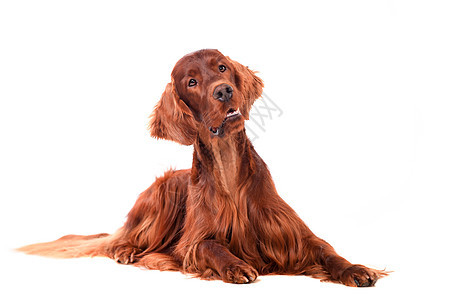 爱尔兰白背景的爱尔兰红过滤器猎犬头发犬类宠物朋友动物注意力姿势白色小狗图片