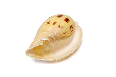 贝壳 melo melo 在白色背景上的图像 海底动物 贝壳蜗壳甜瓜贝类海鲜螺旋海洋孢子锥体蜘蛛老虎图片