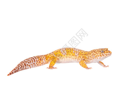 白色背景的豹式壁画脊椎动物颜料生物尾巴爬虫野生动物凸轮宠物热带变形图片