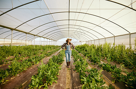 农民 温室和快乐的农业妇女从事生态友好型企业以促进环境健康 碳捕获事业和食品可持续发展行业 以实现绿色生活方式 增长和创新图片
