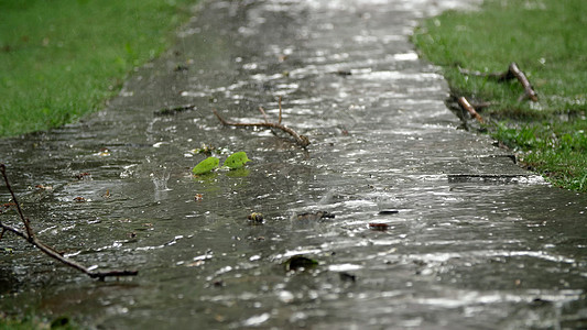 夏雨 雷暴 在娱乐中心 在松树林和公园的猛烈冲浪 水流下大量滴水 (注 “风雨”)图片