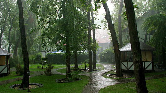 夏天的雨 雷雨 娱乐中心的倾盆大雨 在松树林里 公园里 水滴大滴地往下流图片