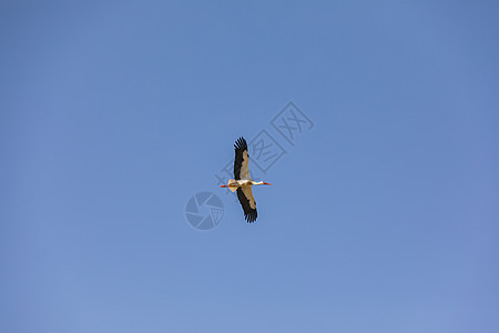 优雅的飞翔之鹤与蓝天对抗图片