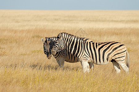 草原上的平原斑马     伊托沙国家公园生态食草栖息地荒野动物群环境条纹草原野生动物动物图片