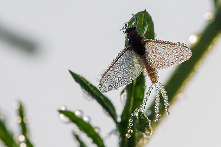 以费梅罗彼特拉的伊玛戈麦贝利坐在草地上 翅膀上有露珠滴落植物钓鱼生活微距荒野蜉蝣绿色沙蝇宏观漏洞图片