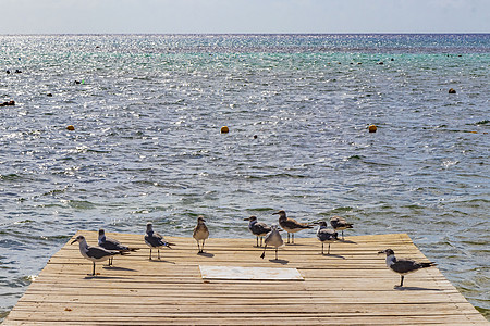 墨西哥港口木制码头的海鸥海鸥鸟荒野异国野生动物旅行海鸟动物观鸟翅膀海景天空图片