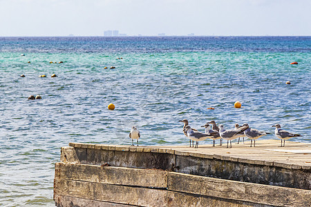 墨西哥港口木制码头的海鸥海鸥鸟旅行观鸟翅膀天空鸟类野生动物海鸟海景自由羽毛图片
