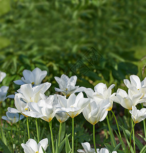 我花园里的白色郁金香 早春我花园里美丽的白色郁金香农村环境阳光太阳日出天空生长行动力量季节图片