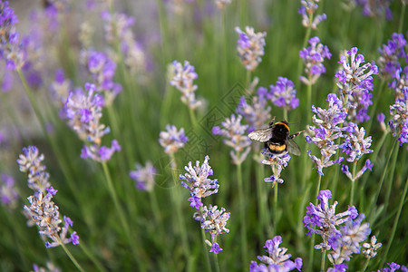 收集花蜜和授粉紫色熏衣草花的花朵季节植物群蜂蜜翅膀昆虫花粉多样性植物薰衣草花园图片