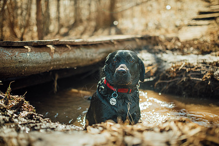 黑色拉布拉多采集器在水 湿泥和潮湿的坑里玩晴天实验室公园动物猎犬哺乳动物游戏宠物森林朋友图片