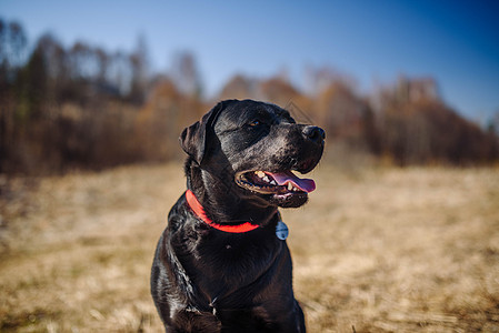 黑拉布拉多猎犬在散步 自然中的狗 青草和森林后面的老狗伴侣朋友小狗精力实验室宠物动物公园犬类游戏图片