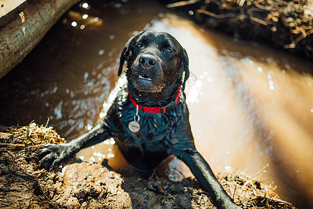 黑色拉布拉多采集器在水 湿泥和潮湿的坑里玩公园小狗犬类猎犬森林时间游戏朋友晴天精力图片