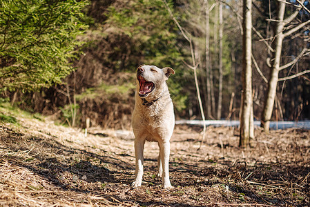 白拉布拉多猎犬在散步 自然中的狗 青草和森林后面的老狗精力游戏朋友公园宠物时间伴侣犬类哺乳动物实验室图片